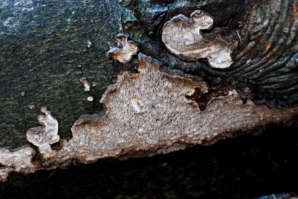su tronco faggio,credoDatronia mollis..(Datronia mollis)